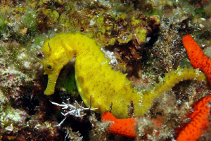 Seahorse at Gangaro by Andy Kutsch 